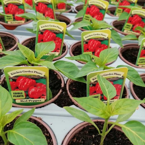 Red Pepper Plants